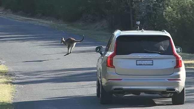 Volvo изучает поведение кенгуру, чтобы предотвратить аварии с участием этого животного